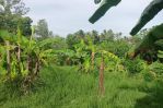 thumbnail-tanah-seluas-820-are-820-m2-berlokasi-di-jlpulau-singkep-desa-dauh-waru-bali-6