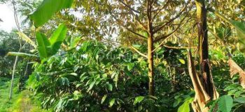 Kebun Kopi Produktif Murah di Tajinan Malang