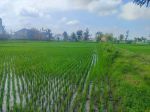 thumbnail-tanah-sawah-samping-perumahan-cluster-di-tasikmadu-karanganyar-hr-5