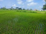 thumbnail-tanah-sawah-samping-perumahan-cluster-di-tasikmadu-karanganyar-hr-6