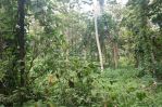 thumbnail-tanah-kebun-harga-termurah-sekali-di-malang-0