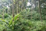 thumbnail-tanah-kebun-harga-termurah-sekali-di-malang-2