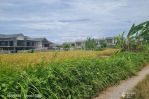 thumbnail-tanah-disewakan-view-sawah-area-canggu-2