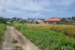 thumbnail-tanah-disewakan-view-sawah-area-canggu-3