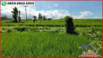 thumbnail-potensial-tanah-terasering-landai-48-are-di-penebel-tabanan-5