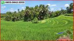 thumbnail-potensial-tanah-terasering-landai-48-are-di-penebel-tabanan-8