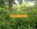 thumbnail-sewa-tanah-319m2-tembalang-semarang-1db480-5