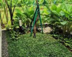 thumbnail-dijual-rumah-minimalis-citra-garden-serpong-diandre-5x10-toll-jor-7