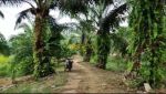 thumbnail-dijual-tanah-kebun-beserta-rumah-walet-lokasi-tanjung-pura-langkat-8