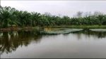 thumbnail-dijual-tanah-kebun-beserta-rumah-walet-lokasi-tanjung-pura-langkat-6