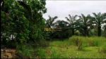 thumbnail-dijual-tanah-kebun-beserta-rumah-walet-lokasi-tanjung-pura-langkat-2