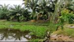 thumbnail-dijual-tanah-kebun-beserta-rumah-walet-lokasi-tanjung-pura-langkat-5