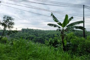 Tanah pertanian di sukajadi taman sari bogor surat lengkap dan clear
