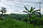 thumbnail-tanah-pertanian-di-sukajadi-taman-sari-bogor-surat-lengkap-dan-clear-1