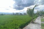 thumbnail-disewakan-tanah-murah-di-jalan-pererenan-canggu-badung-bali-6