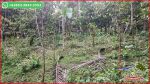 thumbnail-view-sawah-dan-kebun-luas-6835-m2-di-selemadeg-barat-8