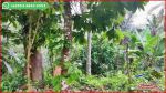 thumbnail-view-sawah-dan-kebun-luas-6835-m2-di-selemadeg-barat-4