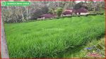 thumbnail-view-sawah-dan-kebun-luas-6835-m2-di-selemadeg-barat-6