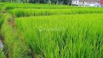 thumbnail-tanah-di-desa-ciapus-banjaran-1193-m2-sawah-aktif-3