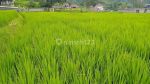 thumbnail-tanah-di-desa-ciapus-banjaran-1193-m2-sawah-aktif-8