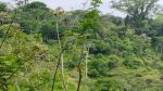 thumbnail-dijual-tanah-di-ubud-view-lembah-hutan-dan-sungai-0