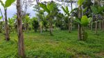 thumbnail-dijual-tanah-di-ubud-view-lembah-hutan-dan-sungai-5