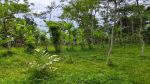 thumbnail-dijual-tanah-di-ubud-view-lembah-hutan-dan-sungai-8