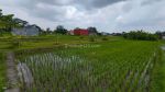 thumbnail-dijual-lahan-strategis-bonus-2-rumah-tinggal-sawah-area-maguwo-5