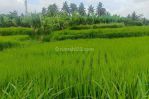 thumbnail-dijual-lahan-di-ubud-view-sawah-dan-sungai-kecil-4