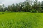 thumbnail-dijual-lahan-di-ubud-view-sawah-dan-sungai-kecil-11