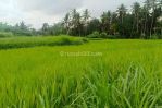 thumbnail-dijual-lahan-di-ubud-view-sawah-dan-sungai-kecil-12