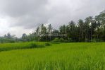 thumbnail-dijual-lahan-di-ubud-view-sawah-dan-sungai-kecil-5