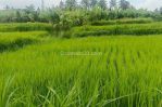 thumbnail-dijual-lahan-di-ubud-view-sawah-dan-sungai-kecil-3