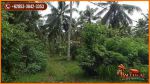 thumbnail-tanah-kering-siap-bangun-823-are-perkebunan-area-jembrana-bali-8