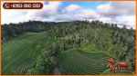 thumbnail-lokasi-strategis-54-are-tanah-perkebunan-siap-bangun-1