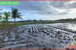 thumbnail-tanah-sawah-32-are-dekat-pantai-yeh-gangga-tabanan-11