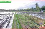 thumbnail-tanah-sawah-32-are-dekat-pantai-yeh-gangga-tabanan-3