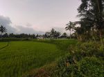 thumbnail-di-jual-tanah-di-pedesaan-ubud-view-sawah-dan-gunung-agung-6