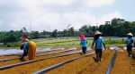 thumbnail-jual-tanah-sawah-lokasi-100-mtr-dari-jalan-raya-di-cipada-cikalong-bandung-barat-7