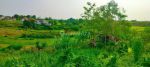 thumbnail-top-urgent-di-jual-tanah-view-sawah-lokasi-kaba-kaba-kediri-tabanan-3