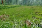 thumbnail-dijual-tanah-di-ubud-view-sawah-dan-pedesaan-asri-11