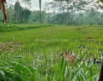 thumbnail-dijual-tanah-di-ubud-view-sawah-dan-pedesaan-asri-4