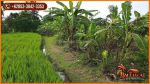 thumbnail-dominan-datar-1800-m2-jalan-kapur-di-kediri-tabanan-4