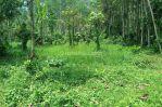 thumbnail-tanah-kebun-pekarangan-murah-di-malang-raya-0