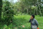 thumbnail-tanah-kebun-pekarangan-murah-di-malang-raya-4