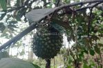 thumbnail-murah-dijual-tanah-kebun-duren-di-malang-tajinan-6