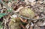 thumbnail-murah-dijual-tanah-kebun-duren-di-malang-tajinan-5