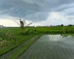 thumbnail-lahan-67are-view-sawah-di-seseh-0